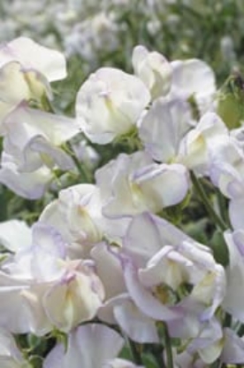 Picture of Sweet Pea Grandiflora - Kings High Scent